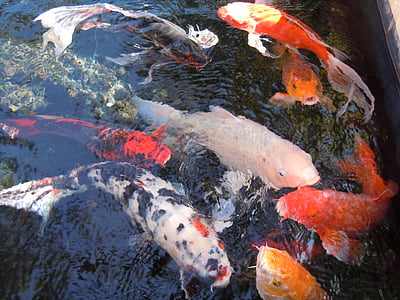assorted-color koi fishes in water thumbnail