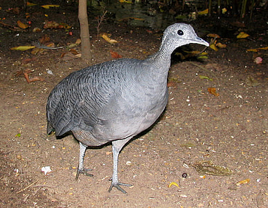 Grey Tinamou - Tinamus tao thumbnail