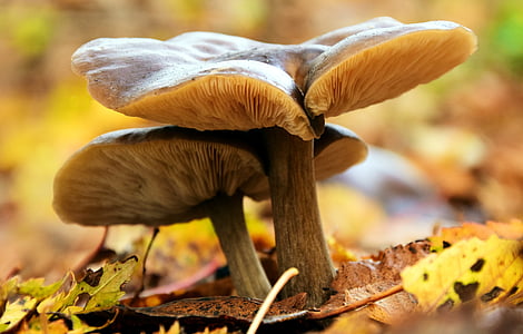 shallow focus photography of two brown mushrooms thumbnail