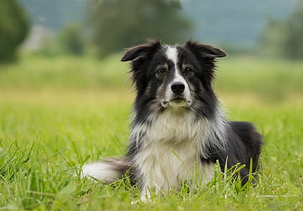 adult black border collie prone lying on green grass at daytime thumbnail