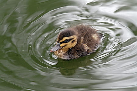 black and yellow duckling on water thumbnail