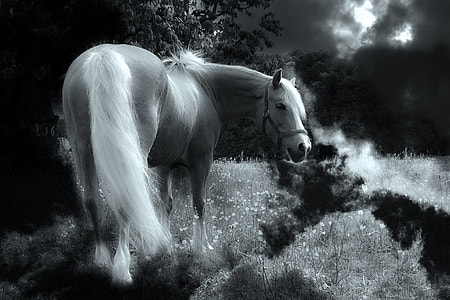 photo of beige horse near garden during night time thumbnail