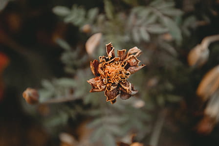 Dried Brown Marigold Flower Selective-focus Photography thumbnail