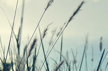 Grass shrubs thumbnail