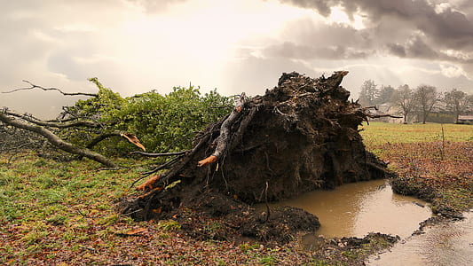 green grass on brown mud thumbnail
