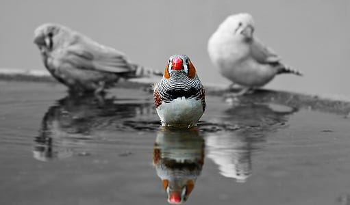 red, water, animal, cute thumbnail