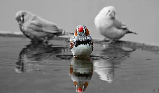 white, orange, and black feathered bird thumbnail