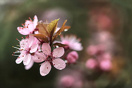 selective focus photography of pink petaled flowers thumbnail