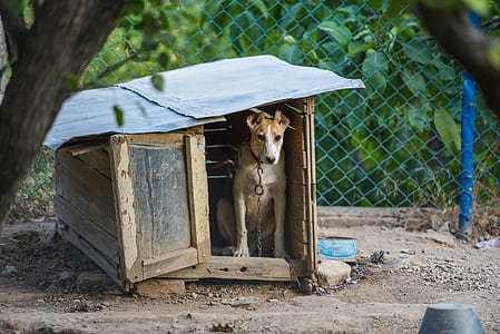 dog sitting inside doghouse thumbnail