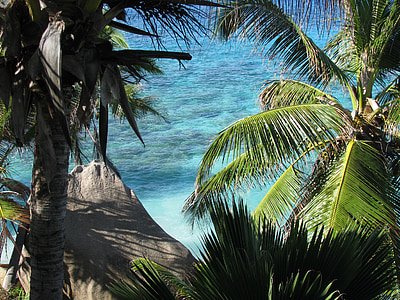 green coconut trees near beach during daytime thumbnail