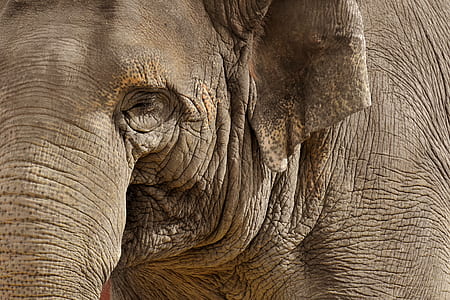 close-up photo of elephant thumbnail
