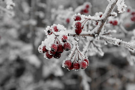 selective focus photograph of cluster of red berries thumbnail