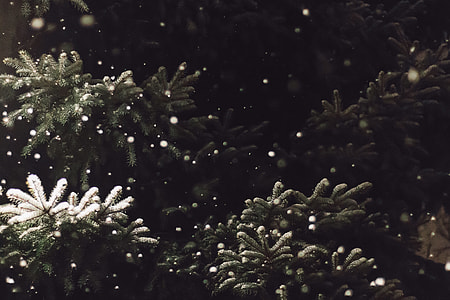 green leaf plants thumbnail