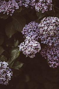 purple hydrangeas thumbnail