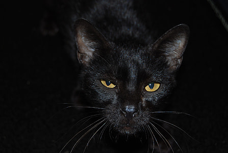 close-up photo of black cat thumbnail