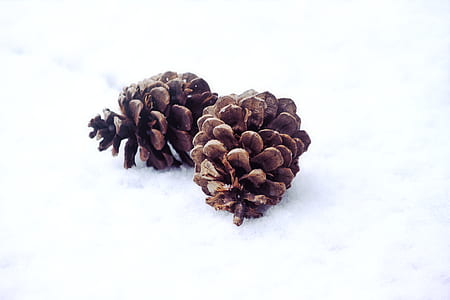 two brown pinecones on snow in close up photo thumbnail