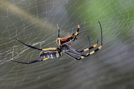Black Yellow and White Spider thumbnail