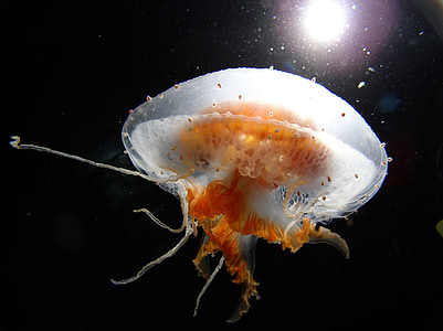 focus photo of white and orange jellyfish thumbnail