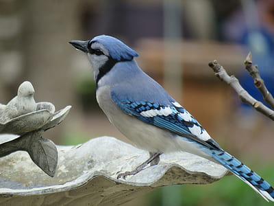 close-up photography of blue jay bird thumbnail