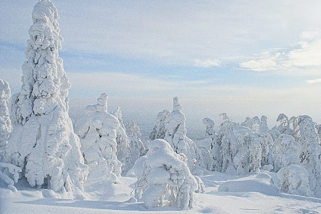 trees covered with snow thumbnail