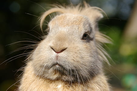 focus photography of brown rabbit during daytime thumbnail