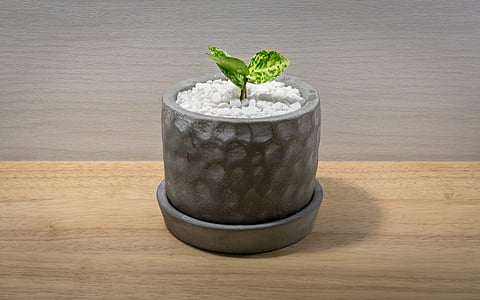 green leaf plant in brown pot on brown surface thumbnail