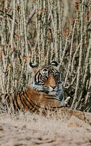 tiger surrounded by cactus thumbnail