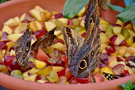 selective focus photography of three brown owl moths thumbnail