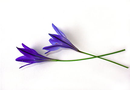 two purple rain lily flowers thumbnail