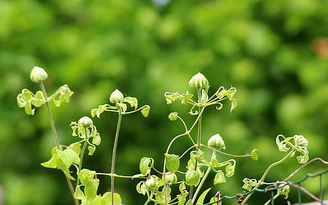 depth of field photography of green leafed plant thumbnail