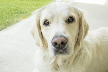 adult yellow labrador retriever thumbnail