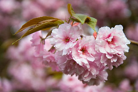 white and pink flowers thumbnail