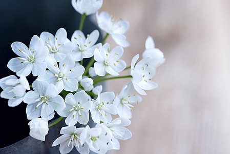 selective focus photography of white yarrow flower plant thumbnail
