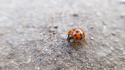 macro photography of ladybug thumbnail