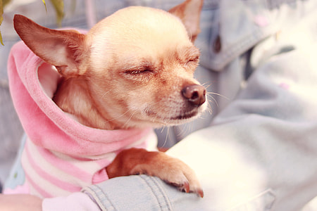 fawn smooth Chihuahua with pink hoodie thumbnail