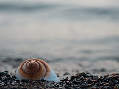 focus photo of shell on rocks thumbnail