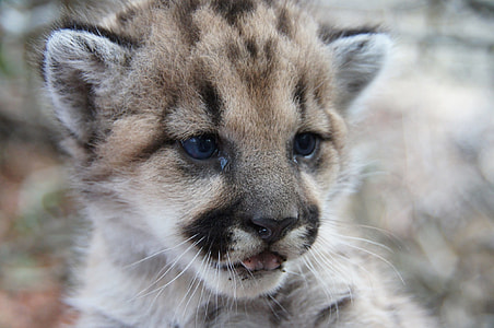 closeup photo of Cheetah cub thumbnail