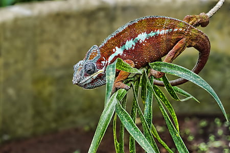 selective focus photographyo f brown, teal, and gray chameleon perched on green plant thumbnail