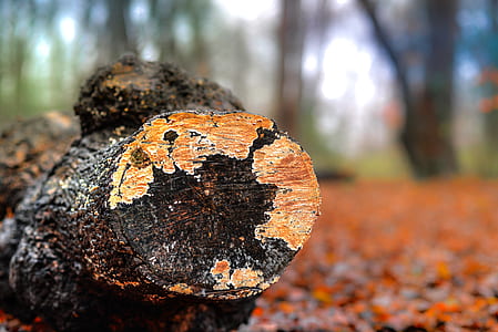 Selective Photography of Wooden Log thumbnail