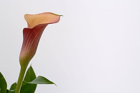 shallow focus photography of brown and green flower thumbnail