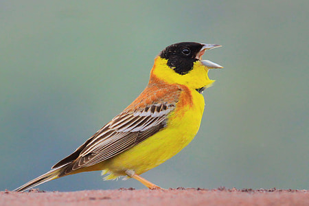 Bird, Black-Headed Bunting thumbnail
