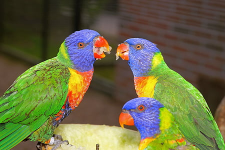 three green and blue birds thumbnail