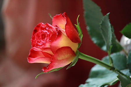 red and yellow rose close-up photography thumbnail