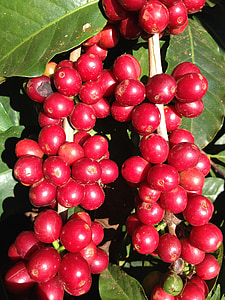 selective focus photography of round red fruit thumbnail
