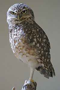 photography of brown and white Owl thumbnail