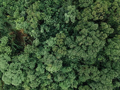 bird's eye view photo of green forest thumbnail