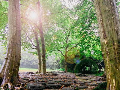 tress under bright sky thumbnail