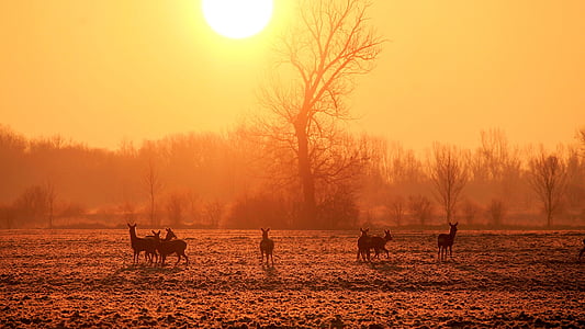 group of deer in the middle of the field under golden hour thumbnail