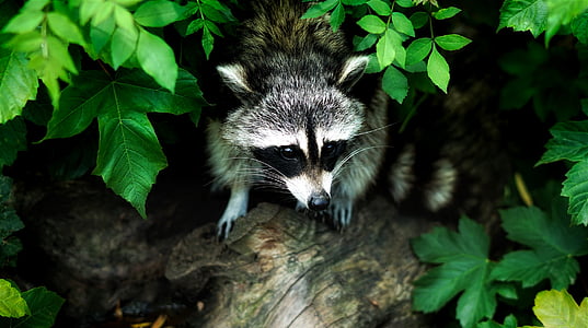 animal photograph of raccoon thumbnail