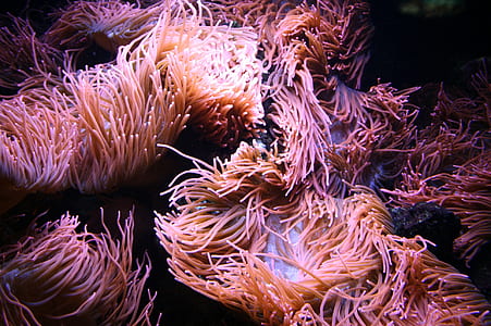 close up of brown ocean plants thumbnail